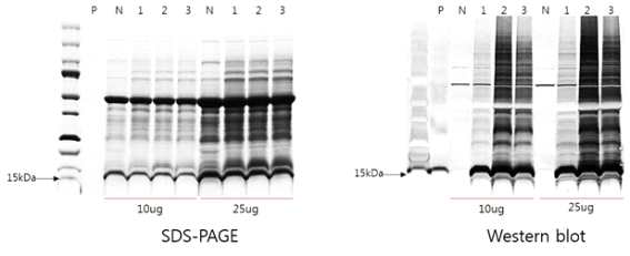 SDS-PAGE and western blot analysis of N.benthamiana-drived aFGF. P: Positive control, N: Negative control, 1: 2fp-His-aFGF, 2: 2fN-RAmy3Dsp-aFGF(wt)-His, 3: 2fN-RAmy3Dsp-(s)aFGF-His