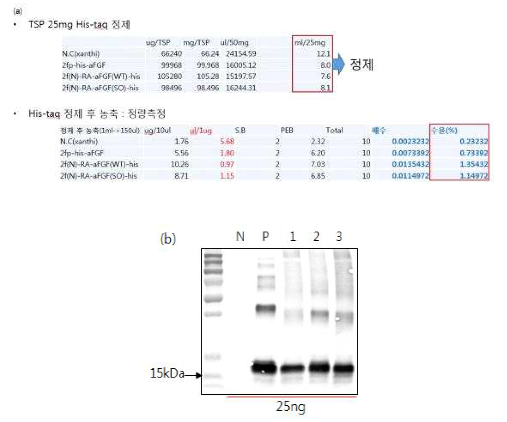 Expressing analysis of purification and concentration of N.benthamiana-drived aFGF protein using western blot. (a) Determination after purification and concentration, (b) Western blot (N: Negative control, P: Positive control, 1: 2fp-His-aFGF, 2: 2fN-RAmy3Dsp -aFGF(wt)-His, 3: 2fN-RAmy3Dsp-(s)aFGF-His)