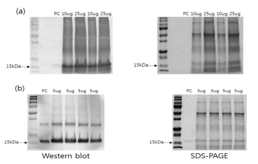 Western blot analysis of N.benthamiana-derived his-a/bFGF. (a) 2fp-his-aFGF, (b)2fp-his-bFGF. PC:Positive control