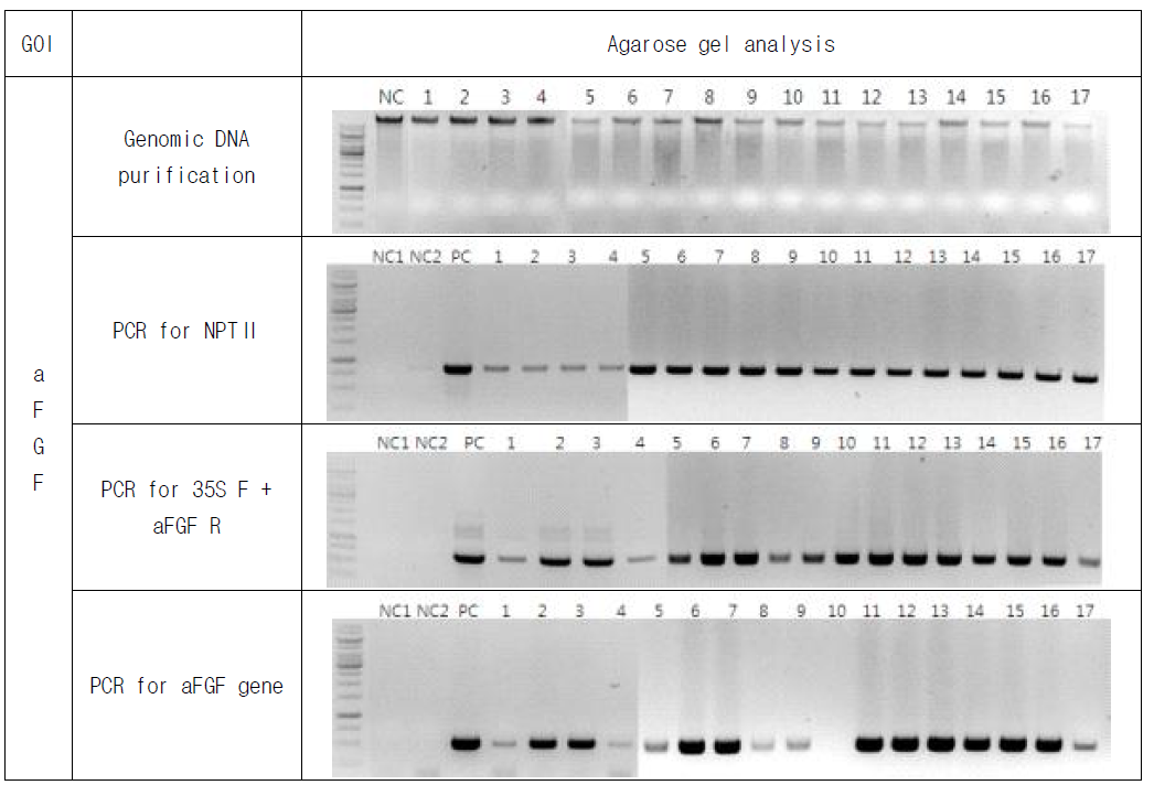 Molecular analysis of transgenic plant expressing 2fN-His-aFGF. (a) Genomic DNA confirmation, (b) NPT II gene PCR, (c) 35s F+aFGF R PCR, (d) aFGF gene PCR