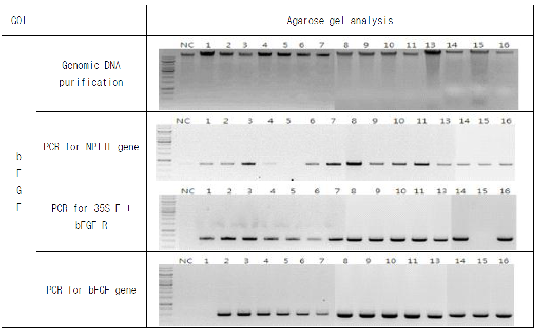 Molecular analysis of transgenic plant expressing 2fN-His-bFGF. (a) Genomic DNA confirmation, (b) NPT II gene PCR, (c) 35s F+bFGF R PCR, (d) bFGF gene PCR
