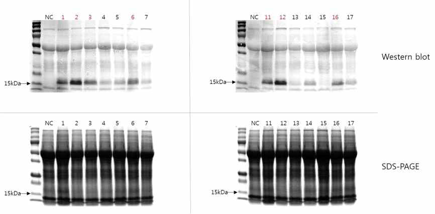 SDS-PAGE and western blot analysis of transgenic plant expressing pBYR2fN-his-aFGF protein. NC: Negative control, 1, 2, 3, 4, 5, 6, 7, 11, 12, 13, 14, 15, 16, and 17: Independent transgenic lines