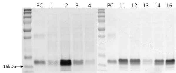 Western blot analysis of calli derived from transgenic plant line. PC: Positive control, and 1, 2, 3, 4, 11, 12, 13, 14, 16 represents each independent transgenic lines
