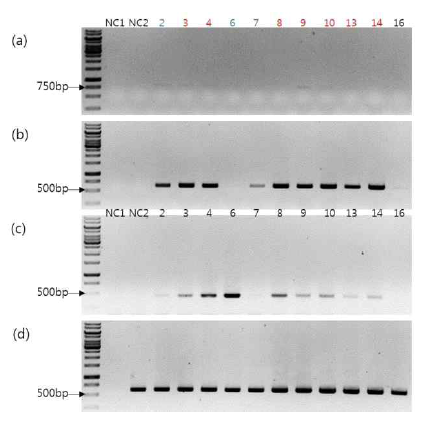 RT-PCR analysis of transgenic plant expressing 2fN-His-bFGF. (a)NPT Ⅱ gene PCR, (b)35S promoter forward + bFGF reverse PCR, (c)bFGF gene PCR, (d)Actin gene PCR