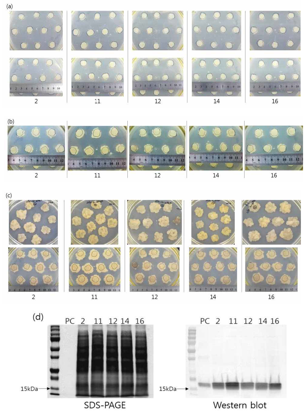 Growth and development of calli derived from pBYR2fN-his-aFGF transgenic lines. Western blot analysis of calli derived from transgenic plnat line. (a)1day after culture, (b)10days after culture, (c)20days after culture (d)Western blot. PC:Positive control