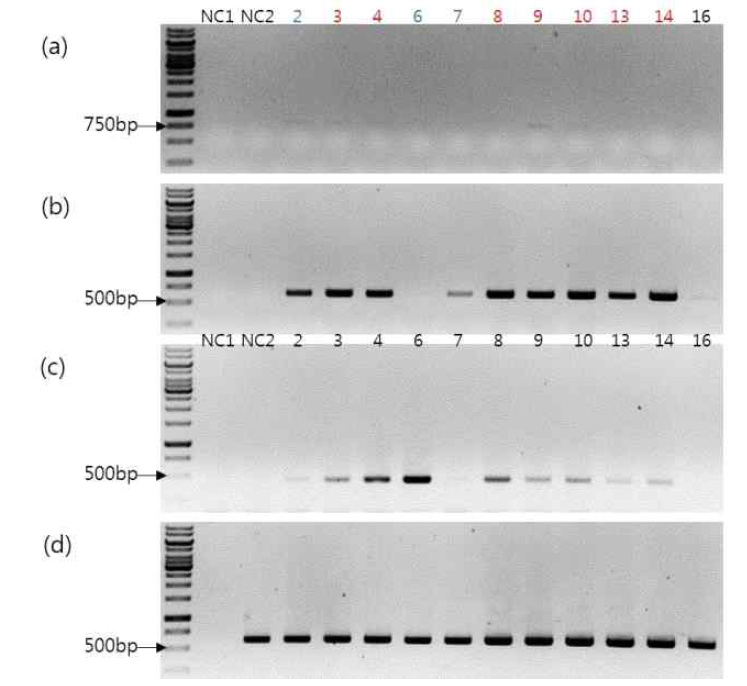RT-PCR analysis of transgenic plant expressing 2fN-His-bFGF. (a)NPT Ⅱ gene PCR, (b)35S promoter forward + bFGF reverse PCR, (c)bFGF gene PCR, (d)Actin gene PCR