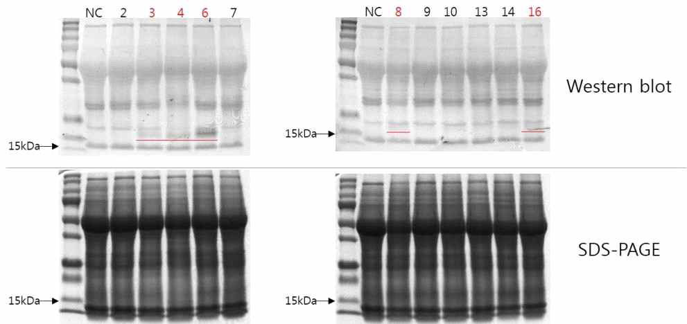 SDS-PAGE and western blot analysis of transgenic plant expressing pBYR2fN-his-bFGF protein. NC: Negative control, 2, 3, 4, 6, 7, 8, 9, 10, 13, 14, 16 represents each independent transgenic lines