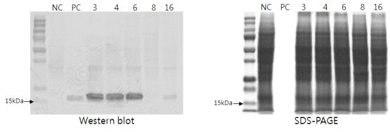 Western blot analysis of calli derived from transgenic plnat line. PC: 10ng Positive control, 3, 4, 6, 8, and 16 represents each independent transgenic lines