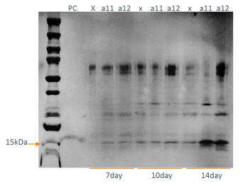 Secretion western blot analysis of transgenic 11 and 12 expressing RAmy3Dsp-aFGF(wt)-His