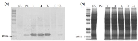 His-bFGF 수미 형질전환 식물체 잎 유래 캘러스의 western blot 분석(a)과 SDS-PAGE gel 분석(b), NC: Negative control, PC: Positive control, 3·4·6·8·16: 형질전환 식물체 유래 캘러스 line