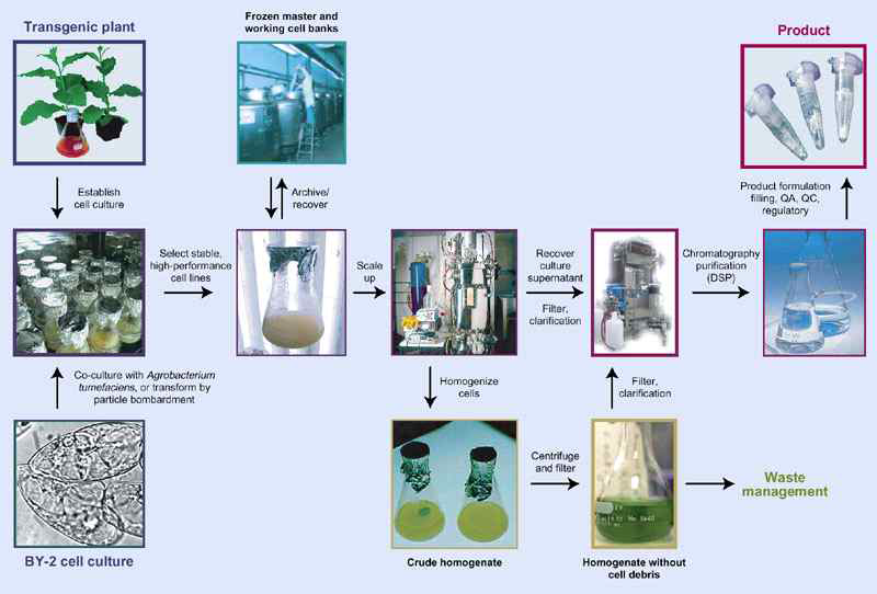 Overview of biopharmaceutical production in plant cells. (Nature Biotechnology 22, 1415 - 1422 (2004))