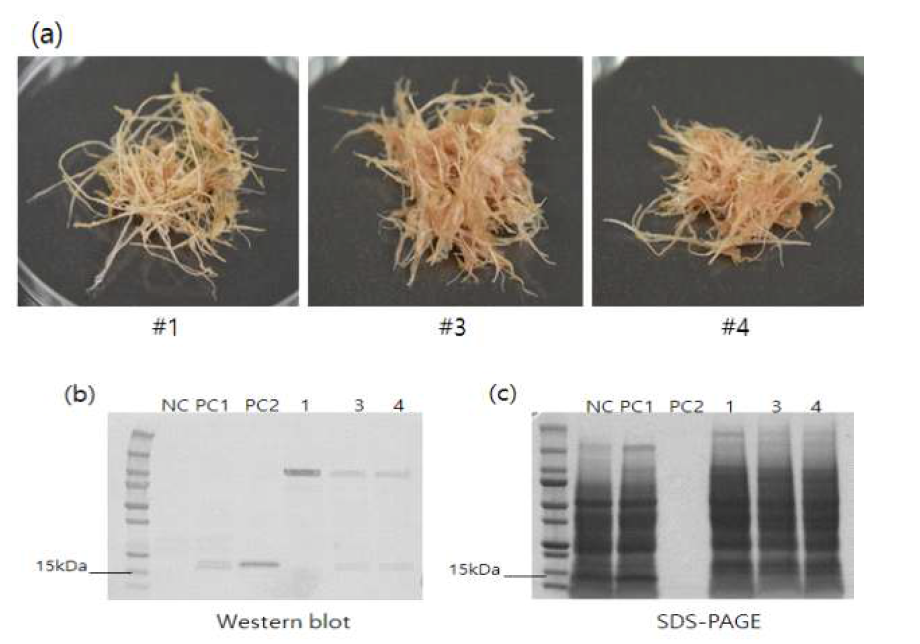 MS 기본 액체배지에 배양 후 western blot 분석, (a) his-aFGF 모상근의 배양 후 수확 사진, (b) western blot 분석 결과, (c) SDS-PAGE 분석 결과, NC: Negative control, PC1: his-aFGF 기내배양 형질전환체, PC: E.coli 유래 aFGF positive control, 1·3·4: his-aFGF 모상근 line