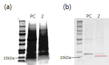 MS 기본 액체배지에 배양 후 Western blot 분석, (a) his-aFGF 모상근의 SDS-PAGE gel 분석 결과, (b) Western blot 분석 결과, PC : positive control, 2: his-bFGF 모상근