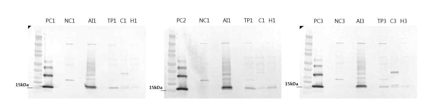 각 식물체 별 bFGF 단백질의 western blot 분석 결과 PC : positive control(E.coli 유래), NC : negative control, AI : bFGF Agro-infiltration sample, TP : bFGF transgenic plant, C : bFGF callus, HR : bFGF hairy root