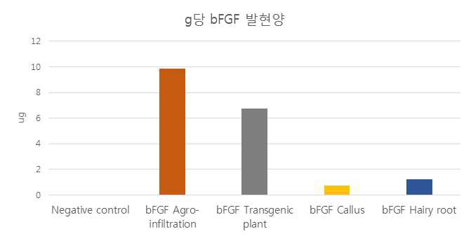 각 샘플 별 생체 중량 g당 bFGF 발현양 그래프