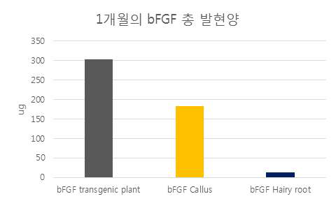 배양 1개월 동안 수확한 총 식물체에서 추출이 가능한 bFGF의 총 발현양