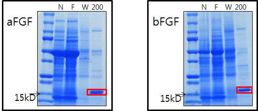 SDS-PAGE 분석을 통한 a/bFGF의 정제도 및 분자량 확인 예