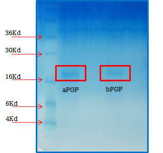 크로마트그래피를 통해 화장품 원료 순도로 정제된 식물세포 배양시스템 유래 aFGF와 bFGF