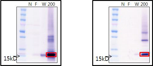항원-항체 분석법 (immunoblotting 분석)을 통한 식물세포 유래 a/bFGF의 확인