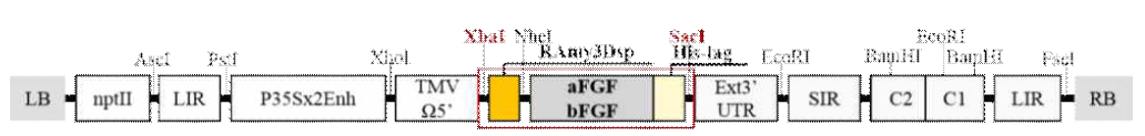Vector construction of pBYR2fN-RAmy3Dsp-a/bFGF-his