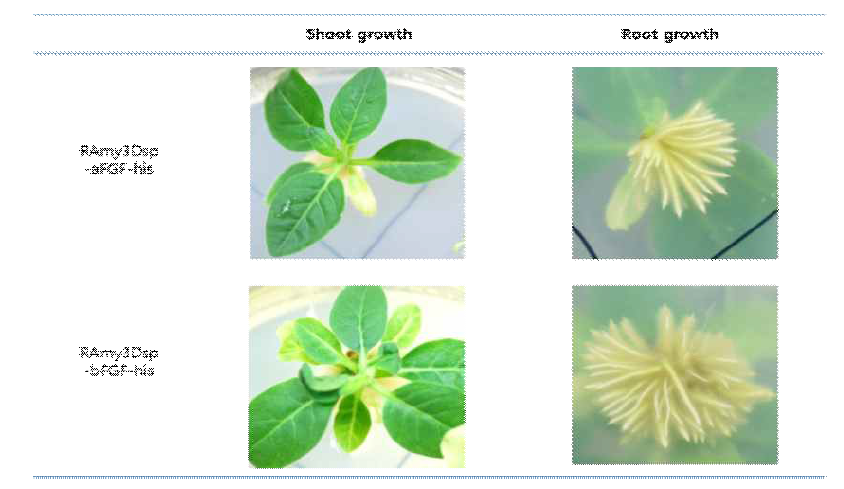 Shoot and root growth of transgenic plant expressing pBYR2fN-RAmy3Dsp-a/bFGF-his
