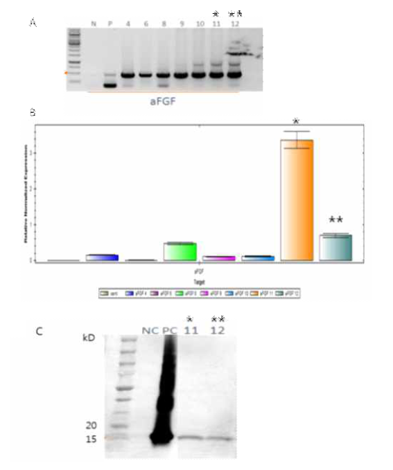 Molecular analysis of transgenic plant expressing RAmy3Dsp-aFGF-his protein (A) RT-PCR, (B) quantitative-PCR, (C) Western blot analysis