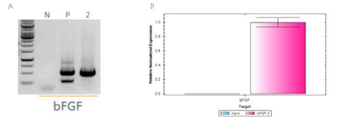 Molecular analysis of transgenic plant expressing RAmy3Dsp-aFGF-his protein (A) RT-PCR, (B) quantitative-PCR