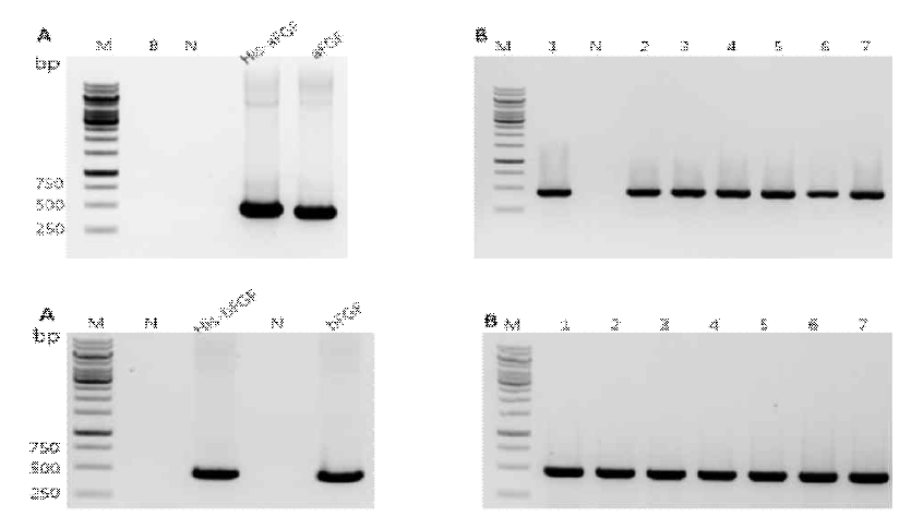 Cloning and PCR confirmation of pTOPOTA-bFGF(h6)