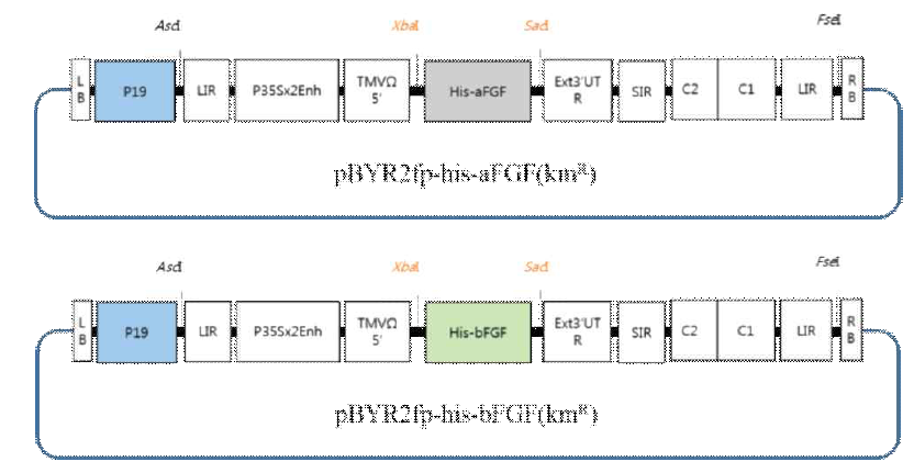 Plant expression vectors, pBYR2fp-his-aFGF and pBYR2fp-his-bFGF