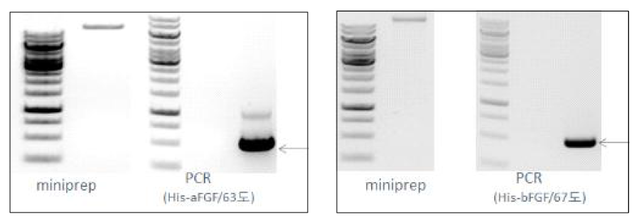 Confirmation of Agrobacterium GV3101 harboring pBYR2fp-his-a/bFGF