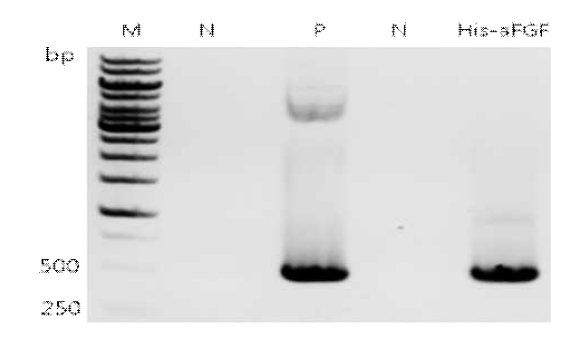 RT-PCR analysis of transient expressed leaves infiltrated with pBYR2fp-his-aFGF