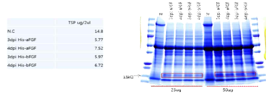 SDS-PAGE analysis of transient expressed protein harvested at 3 or 4 dpi