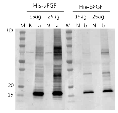 Western blot analysis of N.benthamiana-derived his-a/bFGF