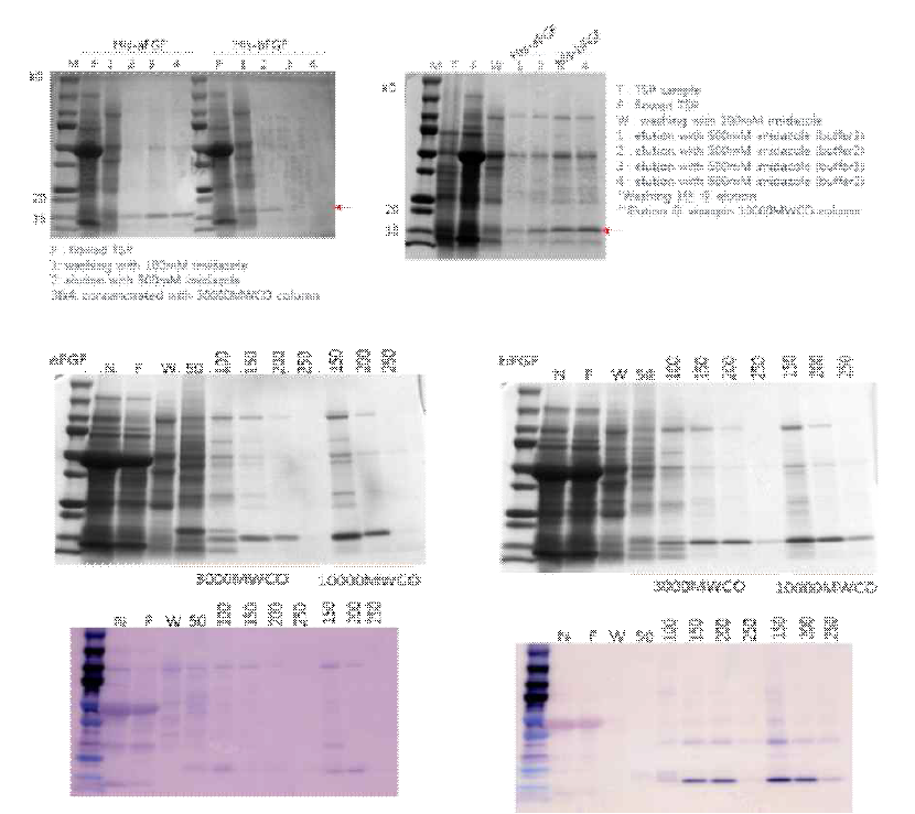 Analysis of purification and concentration of N. benthamiana-derived his a/bFGF protein using SDS-PAGE and western blot