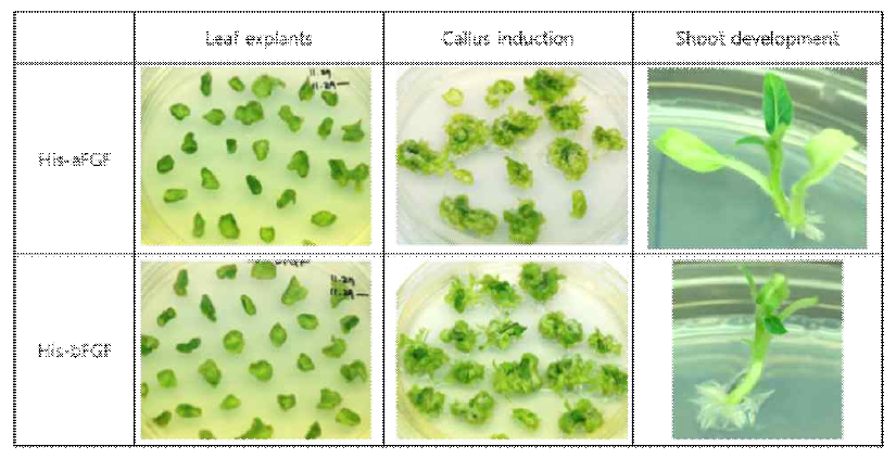 Callus induction and shoot regeneration of transgenic plant