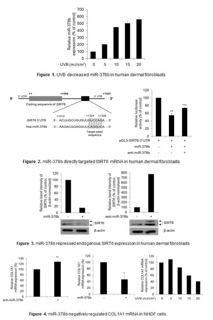 microRNA-378b regulates collagen type 1A1 expression through interfering SIRT6 (Mol Med Rep., 2016 DEC;16(6):8520-24.)