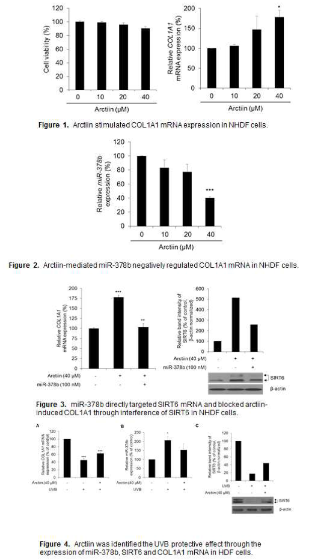 Arctiin regulates collagen type Ⅰ alpha 1 mRNA expression in human dermal fibroblasts via the miR-378b-Sirt6 axis(Mol Med Rep., 2017 DEC;16(6):9120-24.)