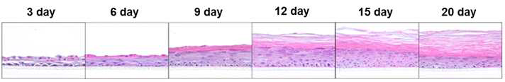 3D 피부세포 배양 기술결과