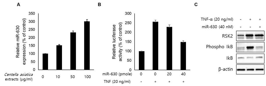 병풀추출물에 의한 miR-6**-RSK2-NF-kB activity 조절기전