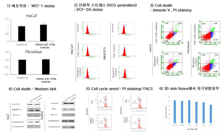 miR-378b inhibitor의 안전성 확인 결과