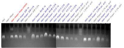 RNase 억제 효과를 보이는 물질 스크리닝