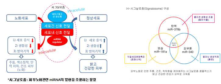 시그날로좀을 통한 세포신호 전달의 새로운 화장품 컨셉