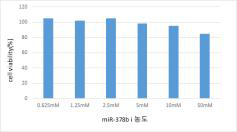 miR-378b inhibitor의 3D skin 조직에서의 독성시험결과