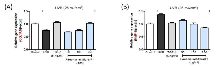 자외선B조사에 의한 작약꽃 발효 추출물의 콜라겐 합성능(A)과 콜라겐분해효소 억제능 (B) 측정
