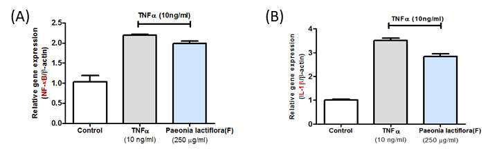 염증인자 (TNFα)에 의한 작약꽃 발효추출물의 NF-κB (A)와 IL-1β (B)의 억제능 측정