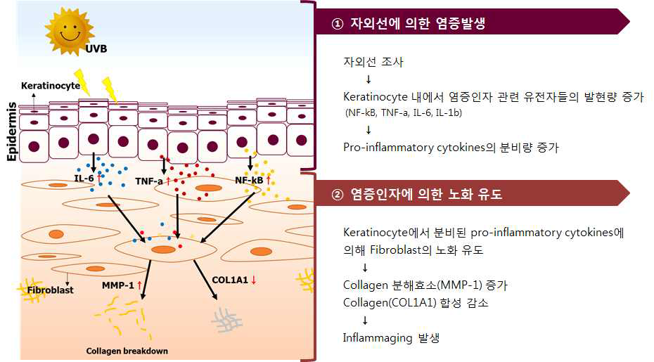 자외선에 의한 염증성노화 (인플라메이징)