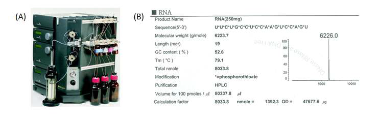 miRNA 제조에 사용된 AKTA oligopilot plus 100 (A)와 제조된 miRNA의 MALDI-TOF 결과