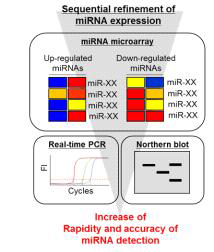 MRNtP system