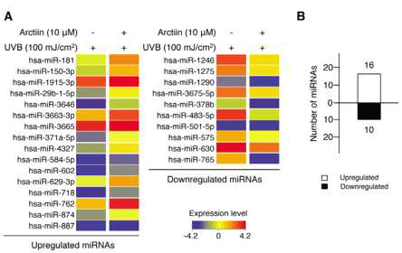 Arctiin의 의해 발현변화하는 마이크로RNA발굴