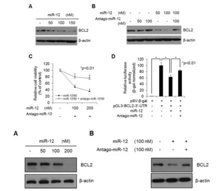 miR-12** 와 12**이 BCL-2의 세포 사멸 유도 억제